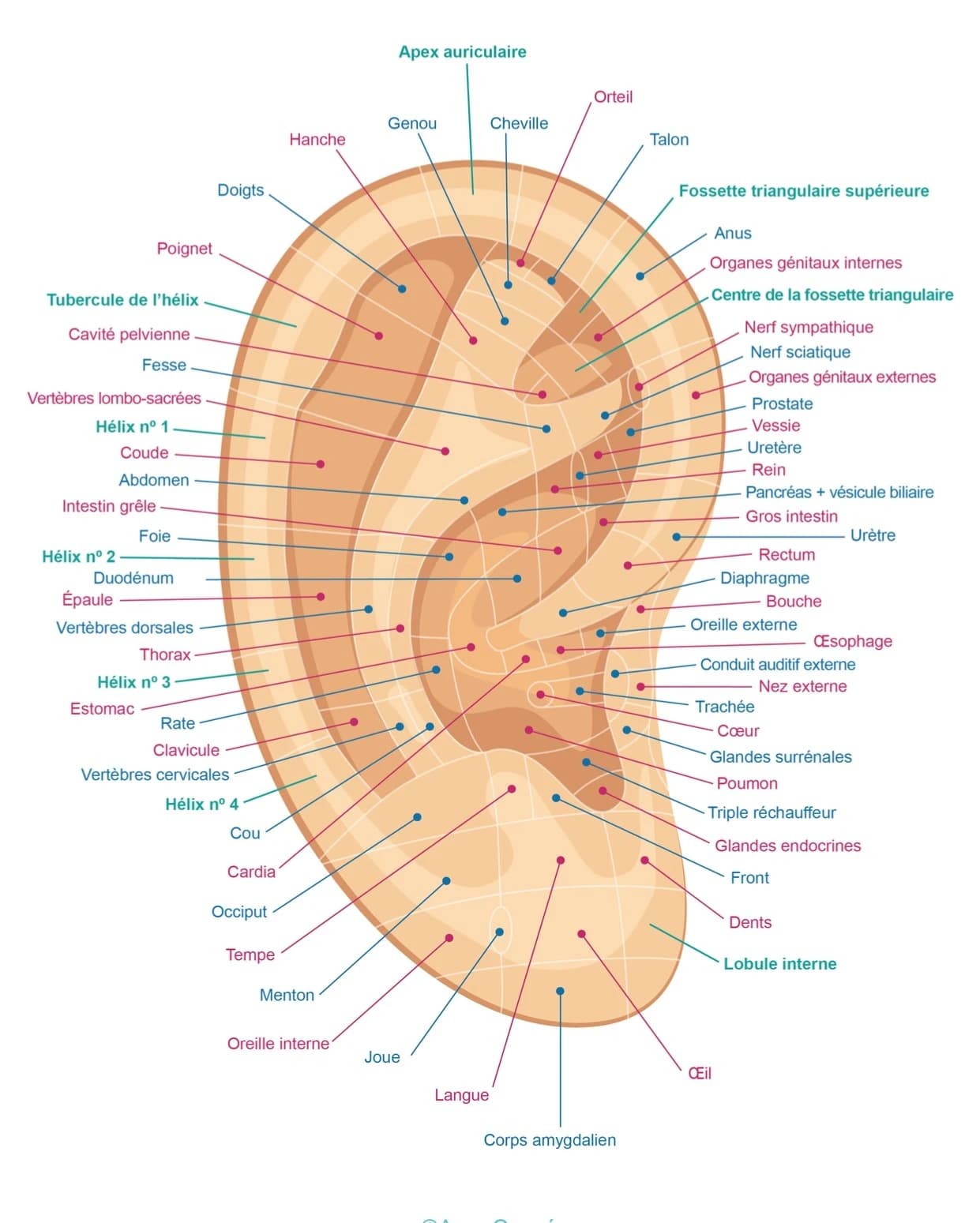 Cartographie des points auriculaires utilisés en auriculothérapie laser pour le traitement de la douleur